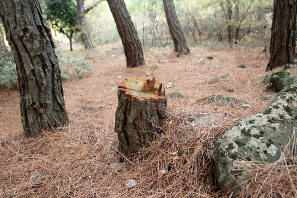 How Our Tree Care Process Works  in  Quincy, WA